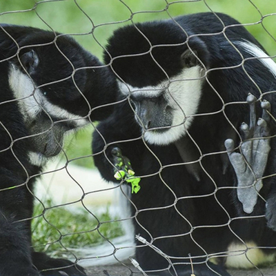 Corrosion Resistant Black Oxide Zoo Animal Fence Mesh