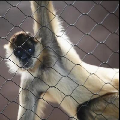 Robust Stainless Steel Cable Mesh Engineered For Safety Barriers