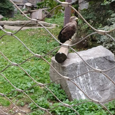 Diamanteferrule roestvrij staal touw vogelvoogdnet