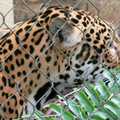 304 316 316L roestvrij staal draad touw dierentuin hekmaas