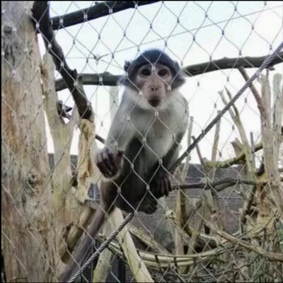 316 Flexibel Roestvrij Staal X Tend Kabelgaas Voor Veiligheidshekken In Dierenparken