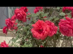 Zwart geplateerd roestvrijstalen kabelgaas